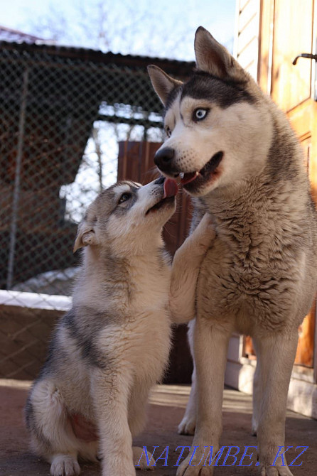 Сібір хаскиінің жұптау кабелі сатылмайды  Алматы - изображение 2
