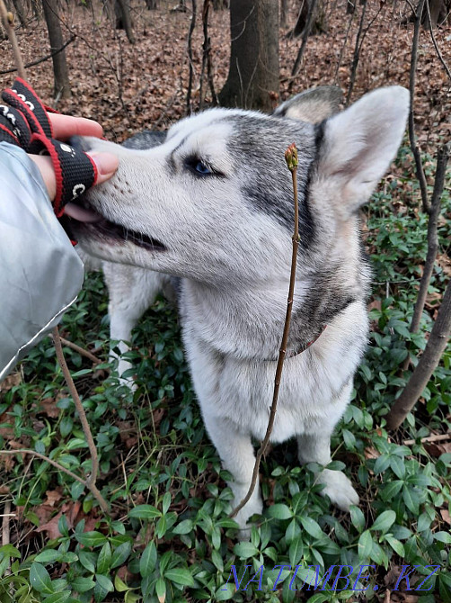 Сібір хаскиінің жұптау кабелі сатылмайды  Алматы - изображение 5