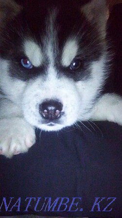 Urgent sale Siberian Husky, boy 2 months Almaty - photo 2