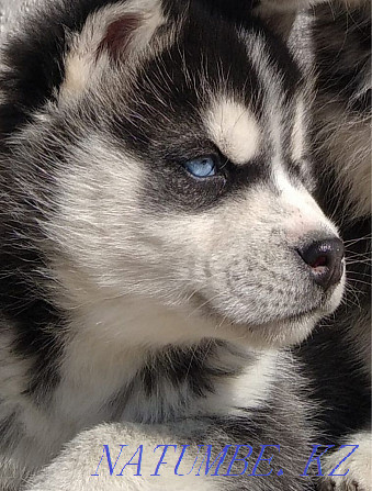 Urgent sale Siberian Husky, boy 2 months Almaty - photo 1