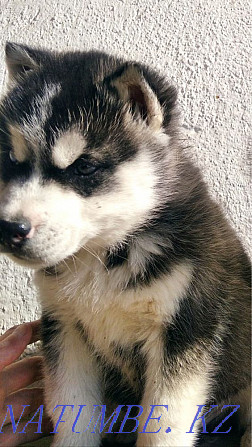 Urgent sale Siberian Husky, boy 2 months Almaty - photo 3