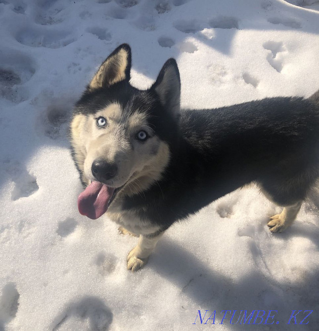 Хаски сату (ұл)  Алматы - изображение 1