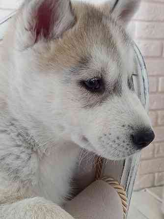 Продам щенка Сибирской Хаски Almaty