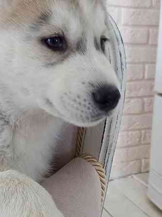 Продам щенка Сибирской Хаски Almaty