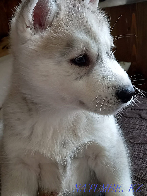 Сібір хаскиінің күшігін сатамын  Алматы - изображение 6