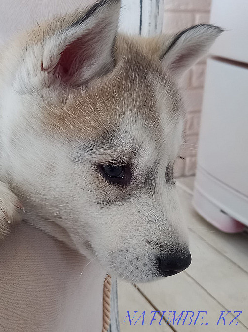 Сібір хаскиінің күшігін сатамын  Алматы - изображение 5