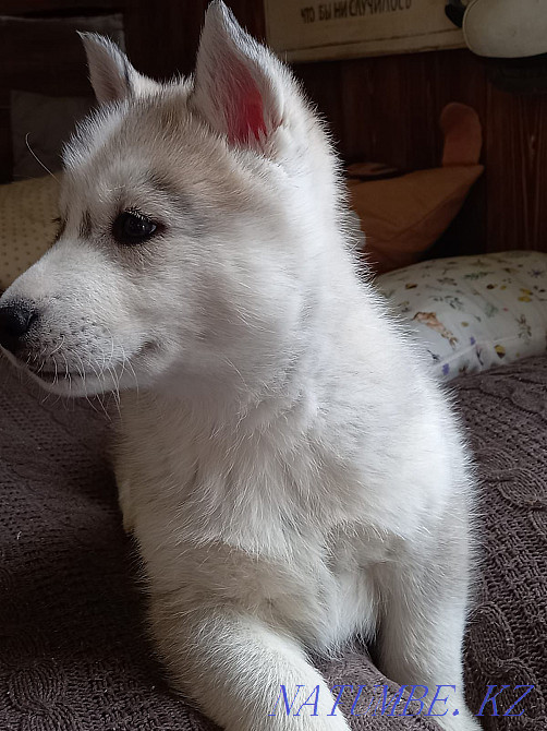 Сібір хаскиінің күшігін сатамын  Алматы - изображение 8