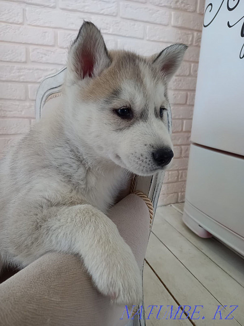 Сібір хаскиінің күшігін сатамын  Алматы - изображение 4