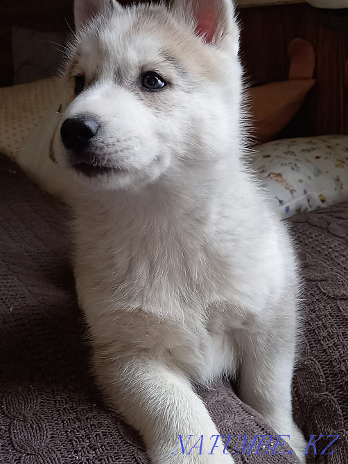 Сібір хаскиінің күшігін сатамын  Алматы - изображение 7