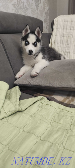 Хаски иті. Күшік 2,5 ай  Алматы - изображение 1