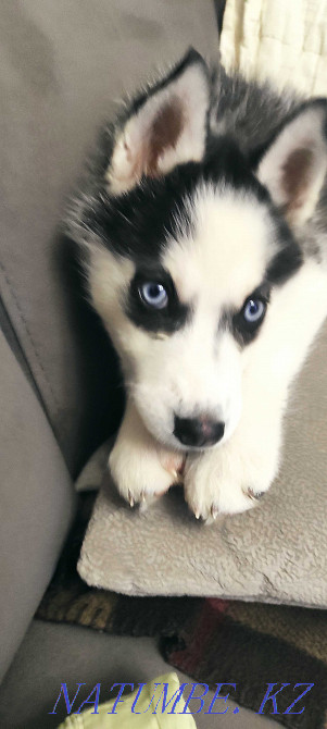 Хаски иті. Күшік 2,5 ай  Алматы - изображение 2