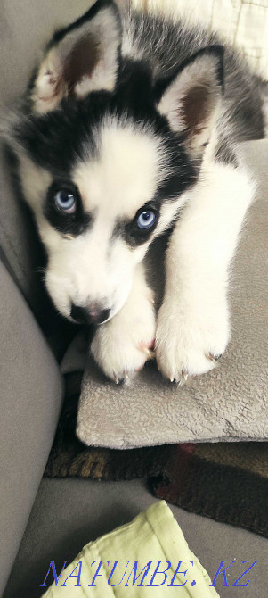 Хаски иті. Күшік 2,5 ай  Алматы - изображение 3
