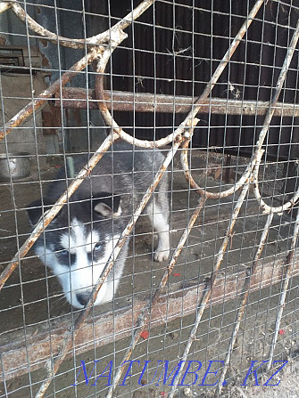 Purebred puppy for sale Almaty - photo 4