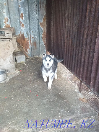 Purebred puppy for sale Almaty - photo 3