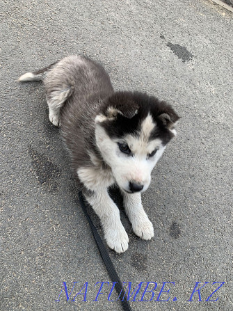 Husky puppy boy Almaty - photo 3