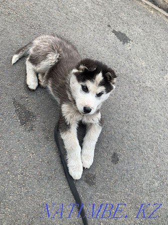 Husky puppy boy Almaty - photo 2