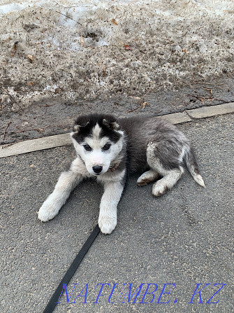 Husky puppy boy Almaty - photo 1