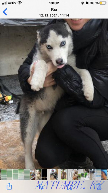 Мен ит сатамын  Алматы - изображение 1