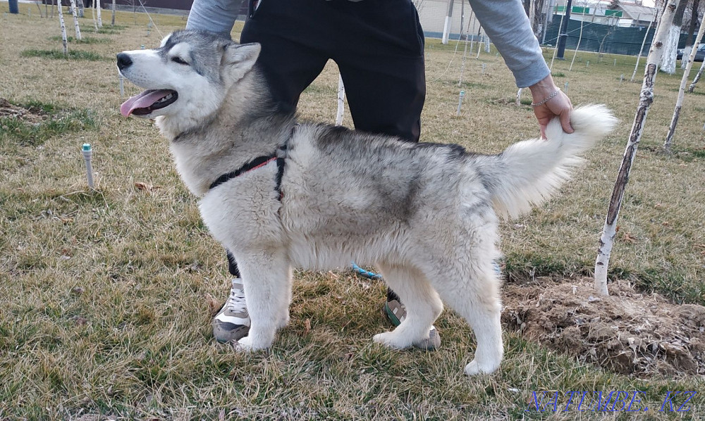 Siberian Husky puppy Almaty - photo 1
