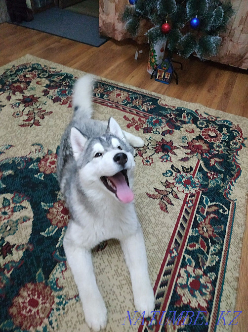 Siberian Husky puppy Almaty - photo 2