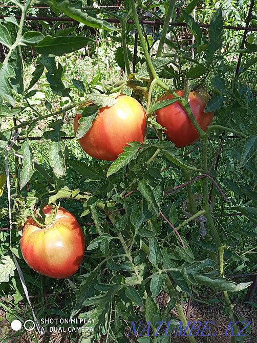   участок   Алматы - изображение 9