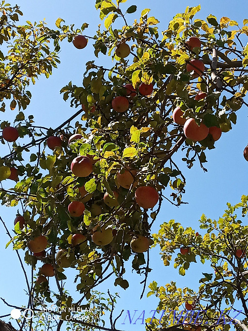   участок   Алматы - изображение 6