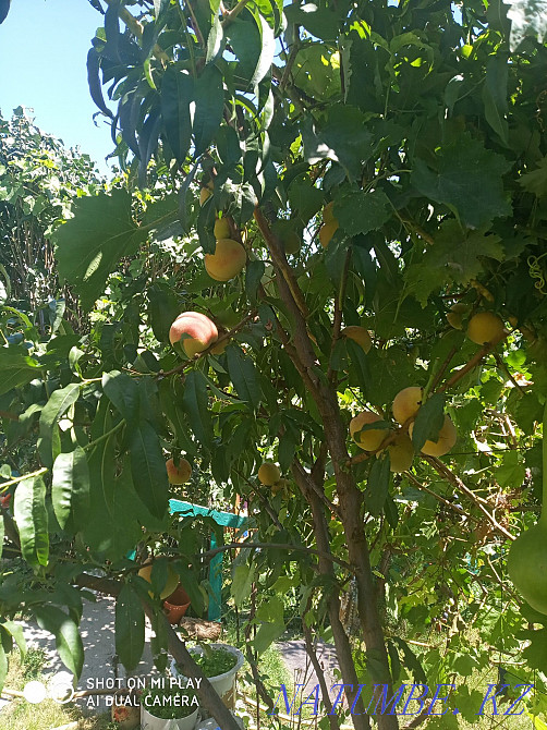   участок   Алматы - изображение 7