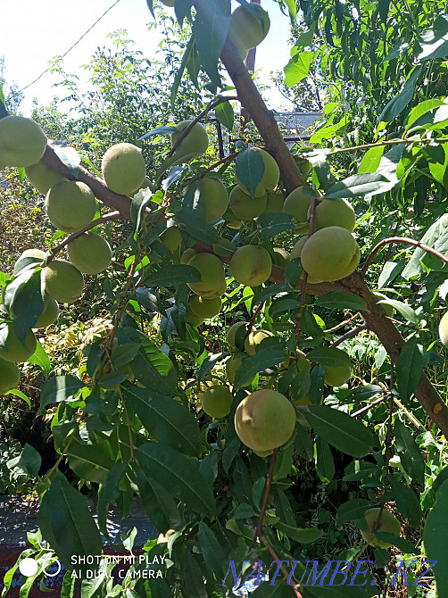   участок   Алматы - изображение 10