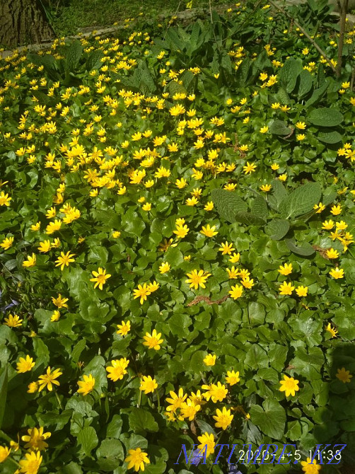   участок  Алматы - изображение 1