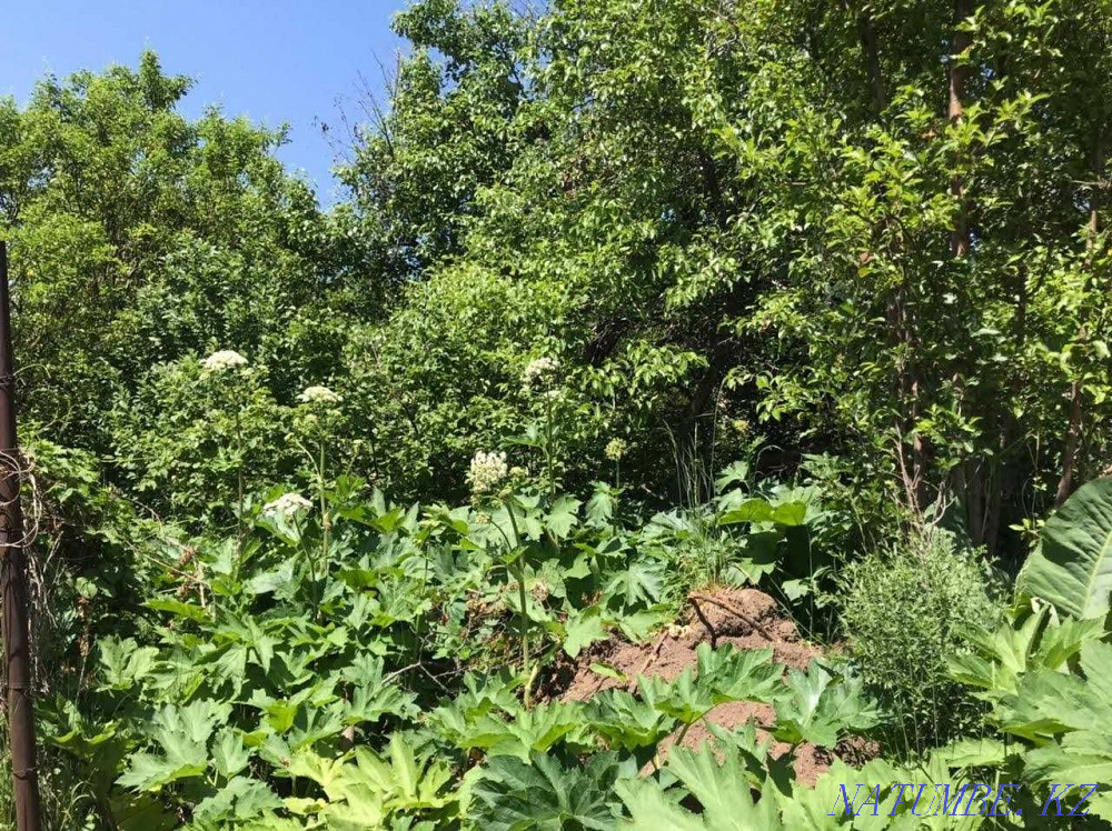  region  Almaty - photo 1