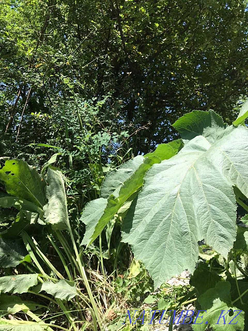  region  Almaty - photo 8