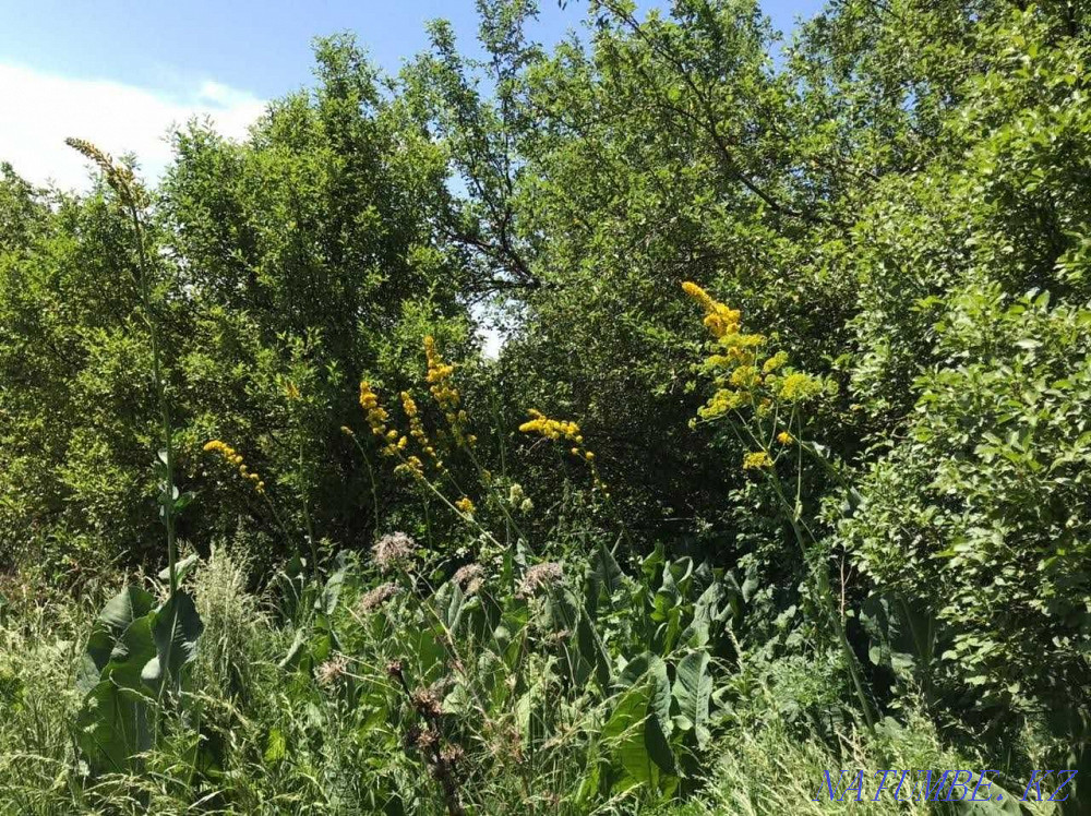  region  Almaty - photo 2