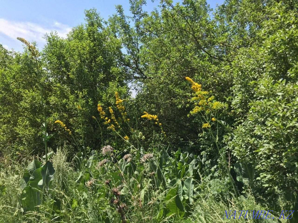  region  Almaty - photo 4