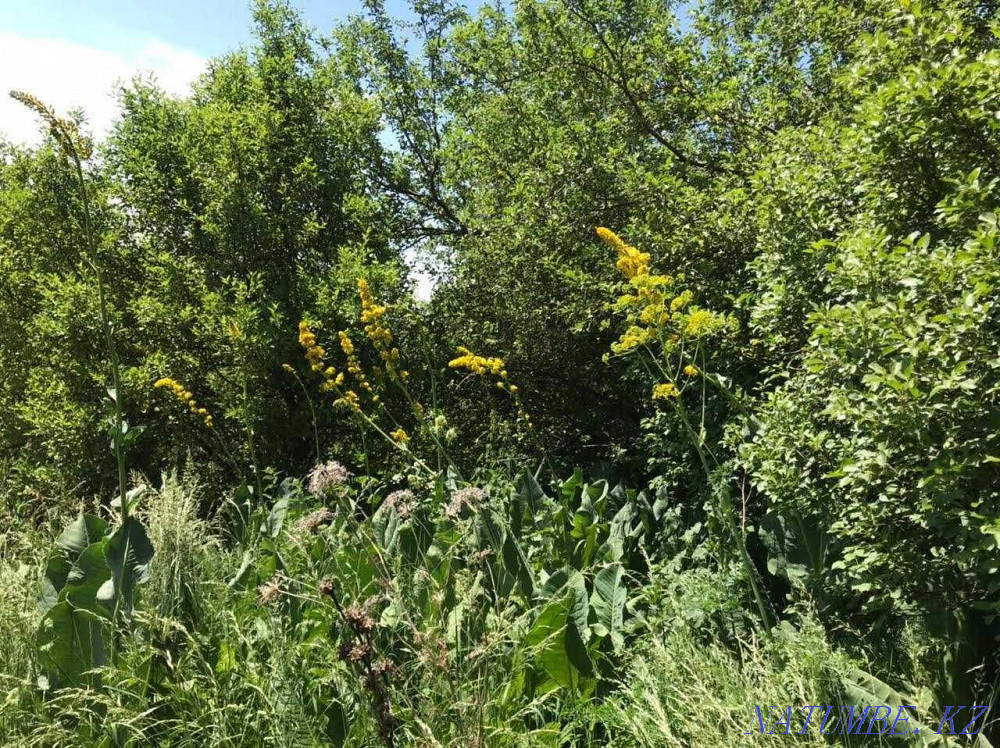  region  Almaty - photo 6