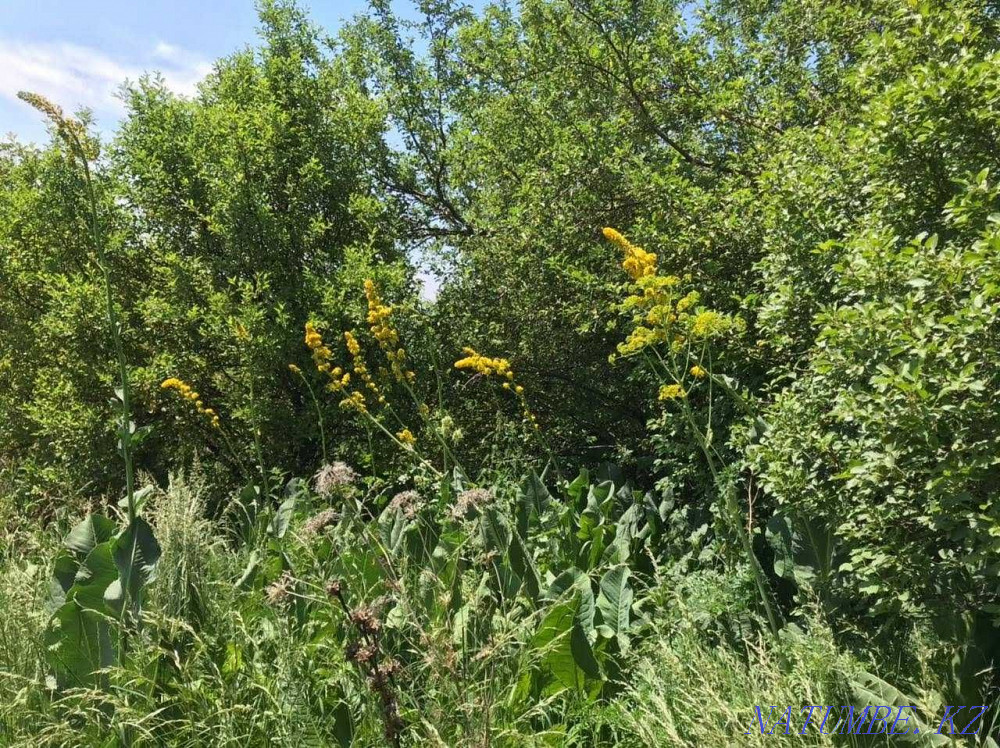  region  Almaty - photo 7