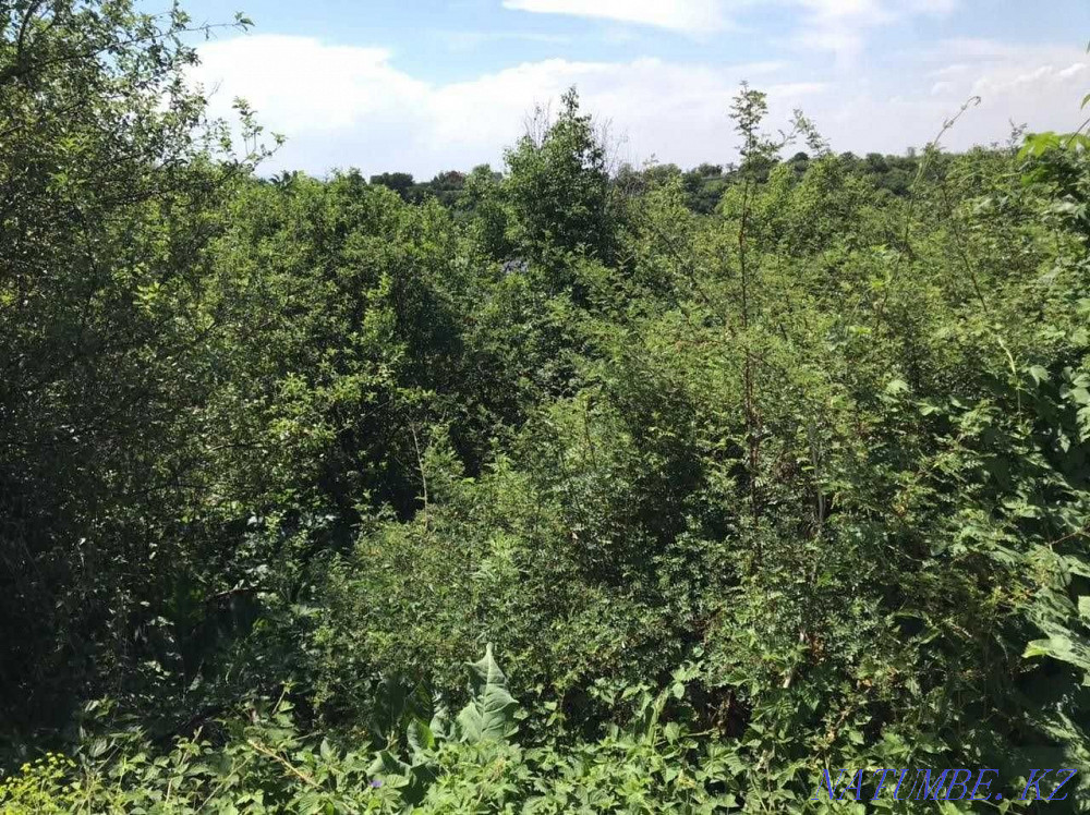  region  Almaty - photo 11