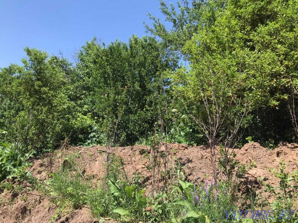  region  Almaty - photo 5