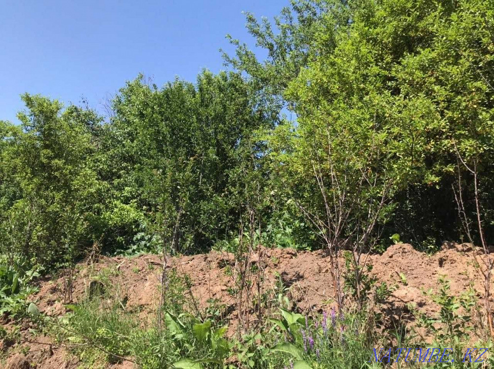  region  Almaty - photo 3