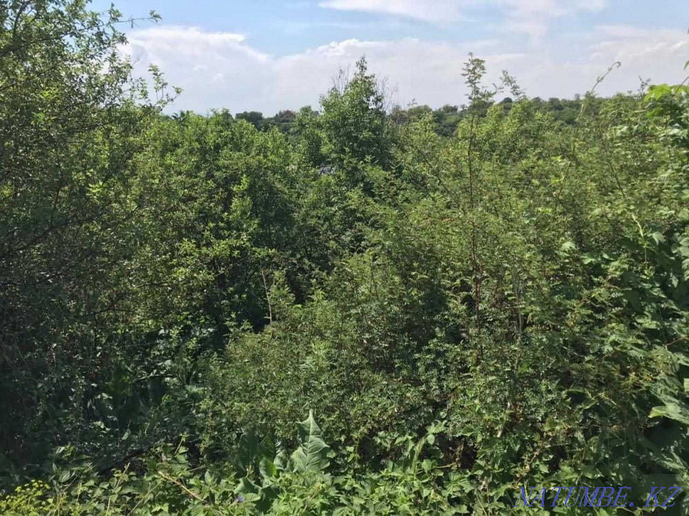  region  Almaty - photo 9