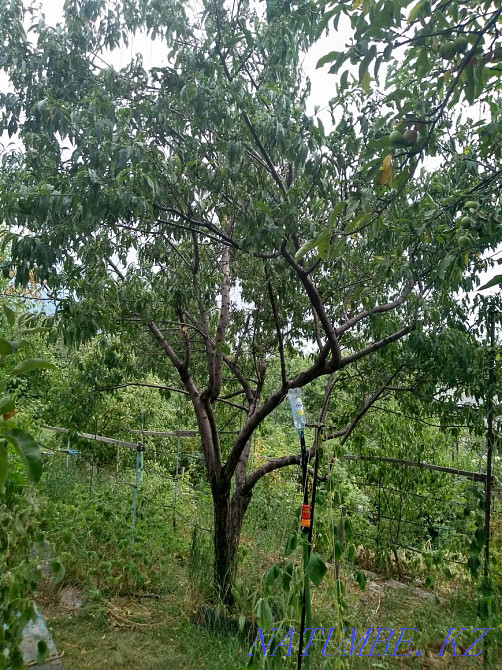   участок   Алматы - изображение 19