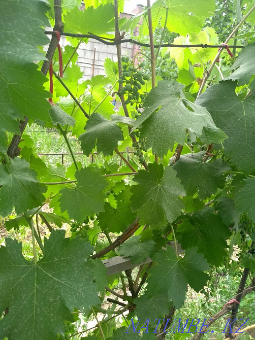   участок   Алматы - изображение 7