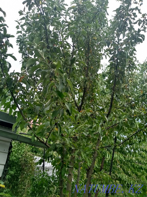   участок   Алматы - изображение 16