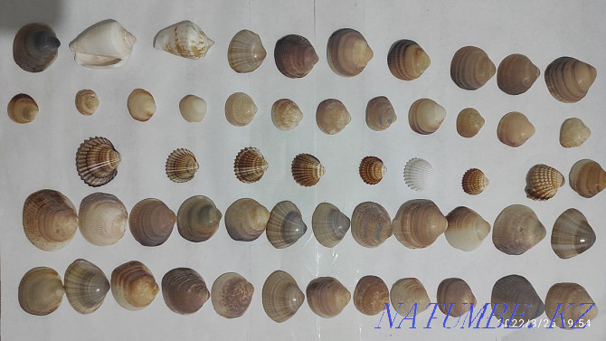 SHELLS real for needlework Almaty - photo 5