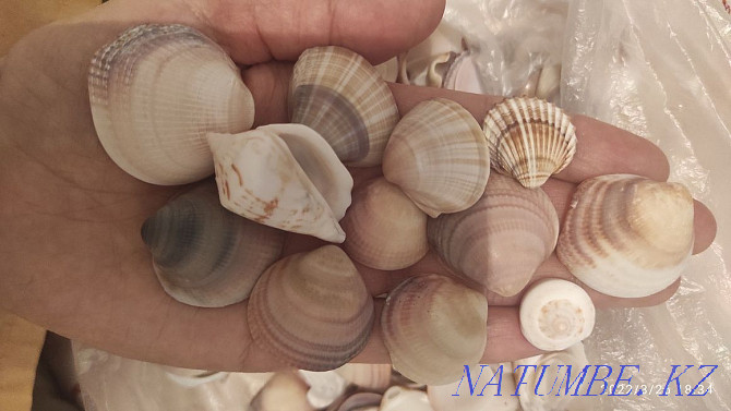 SHELLS real for needlework Almaty - photo 1