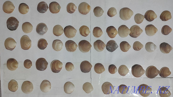 SHELLS real for needlework Almaty - photo 6