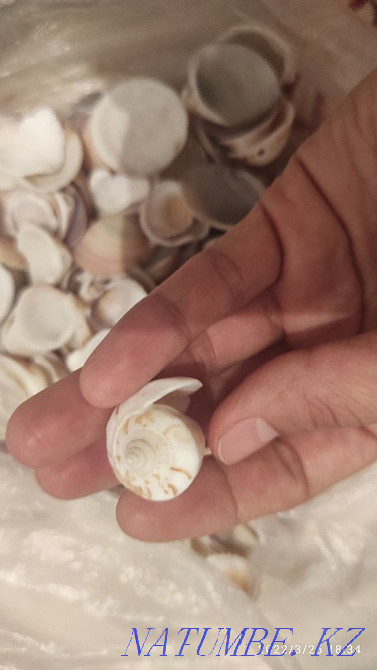 РАКУШКИ настоящие для рукоделия Алматы - изображение 3