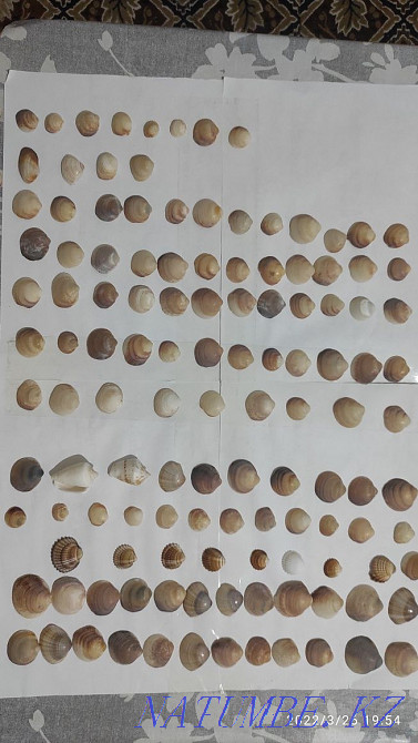 РАКУШКИ настоящие для рукоделия Алматы - изображение 7