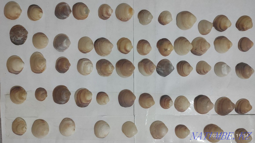 РАКУШКИ настоящие для рукоделия Алматы - изображение 6