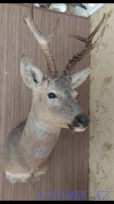 Чучело косули Сибирской Алматы - изображение 1