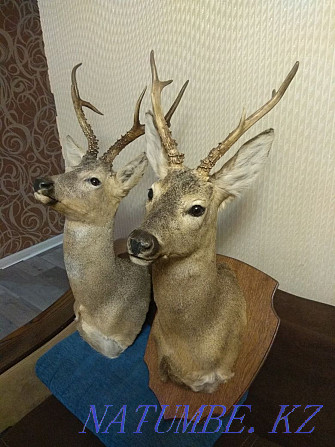 Trophy.stuffed roe deer Almaty - photo 3